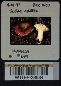 Russula benwooii image