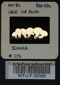 Russula salishensis image