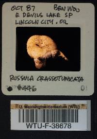 Russula crassotunicata image