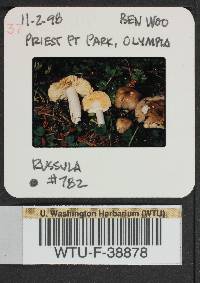 Russula sierrensis image