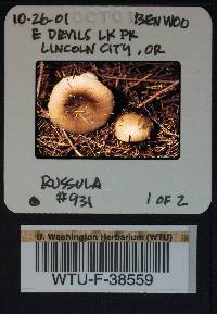 Russula benwooii image