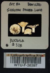 Russula cascadensis image