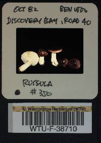 Russula vinosa image