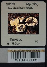 Russula cascadensis image