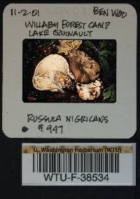 Russula nigricans image