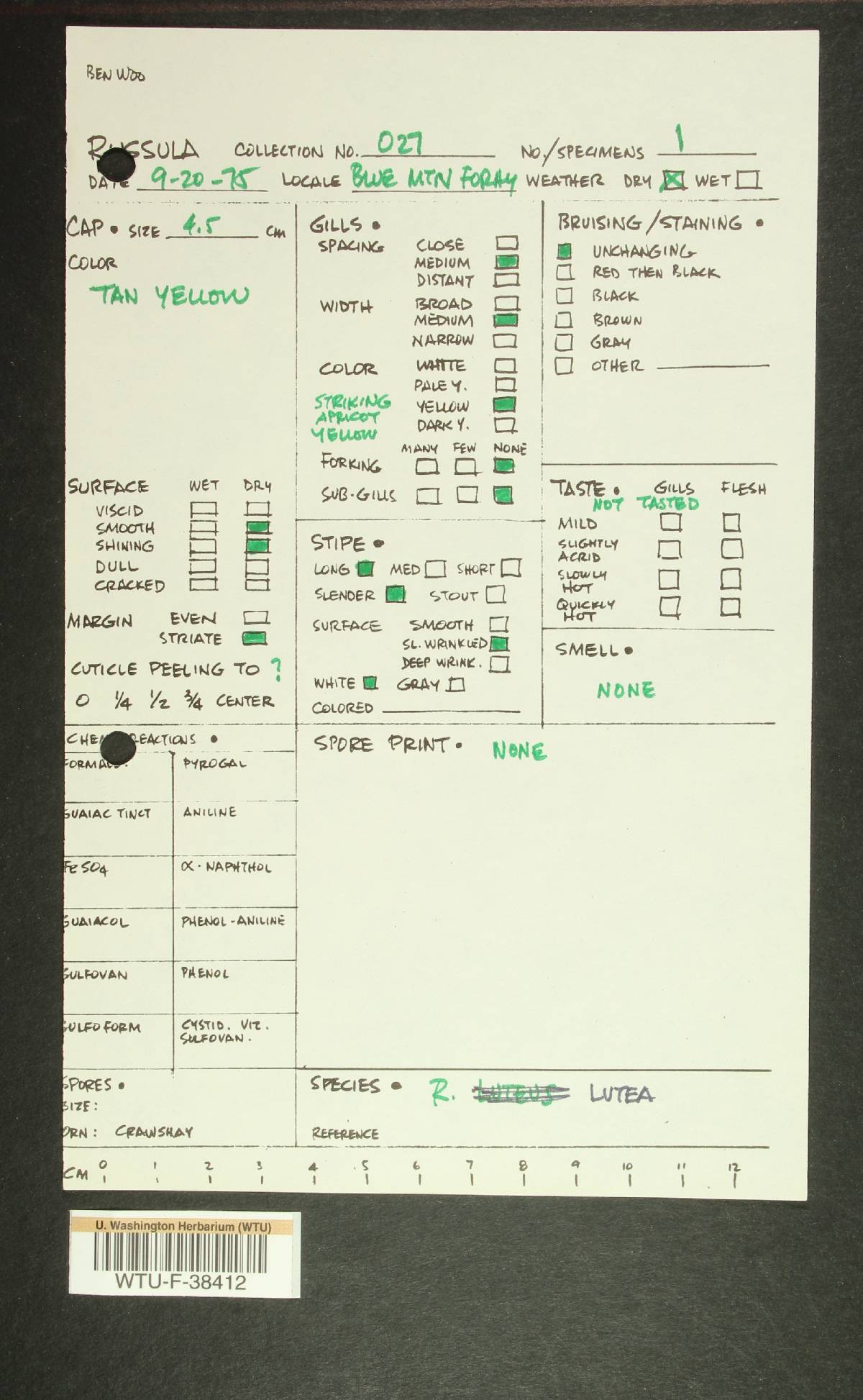 Russula olivina image