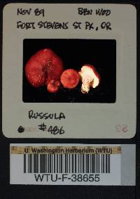 Russula rhodocephala image