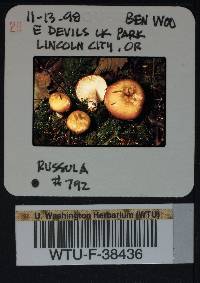 Russula parapallens image