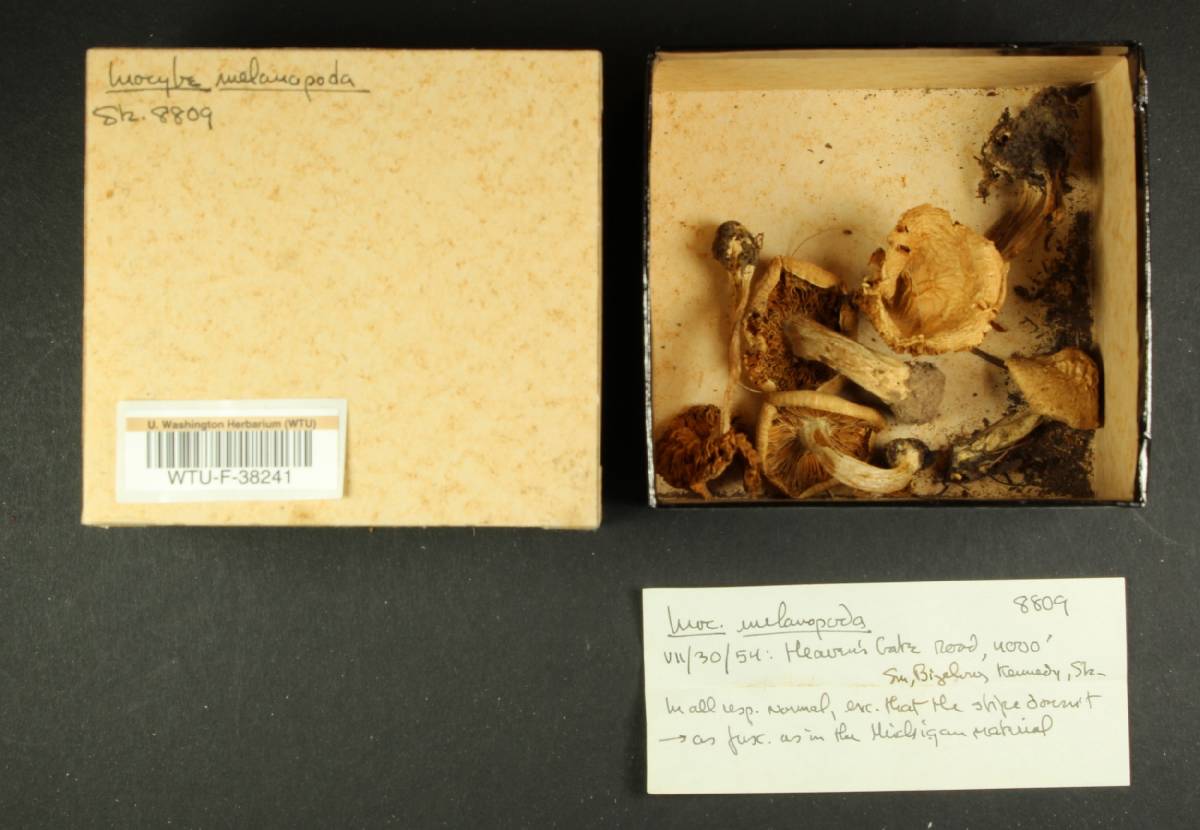 Inocybe melanopoda image