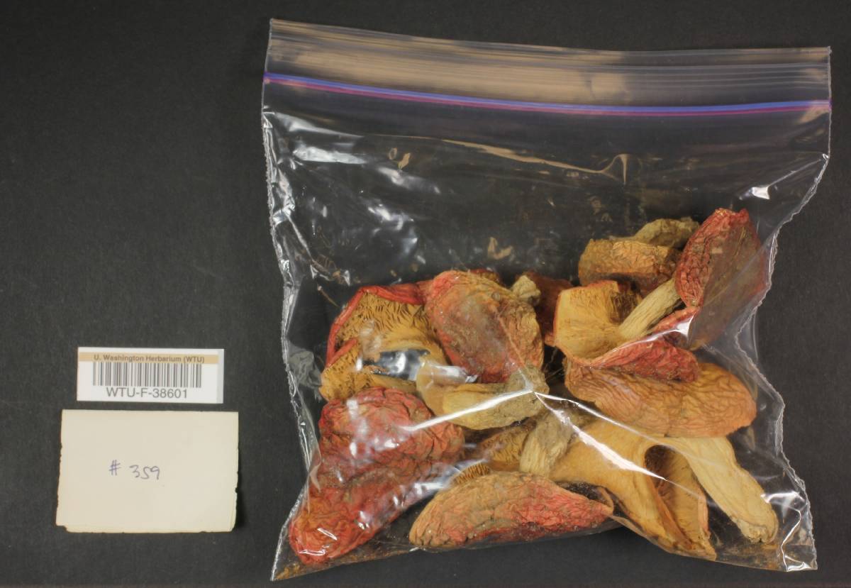 Russula renidens image