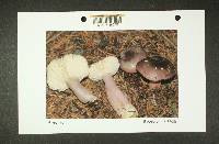 Russula queletii image