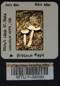 Russula queletii image