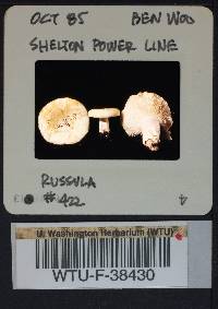 Russula cascadensis image