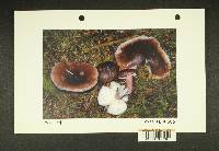 Russula queletii image