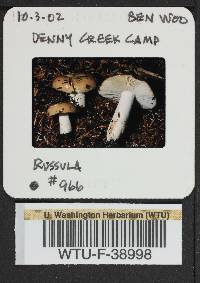 Russula mordax image