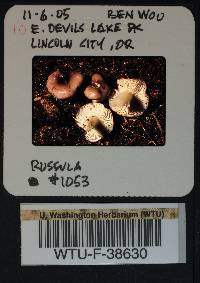 Russula parapallens image