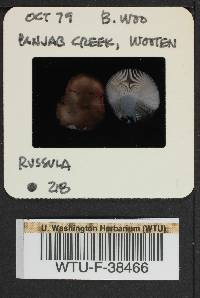 Russula montana image