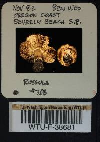 Russula cerolens image