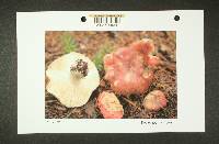 Russula pseudopelargonia image