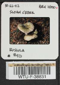 Russula phoenicea image