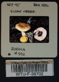 Russula montana image