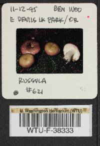 Russula phoenicea image