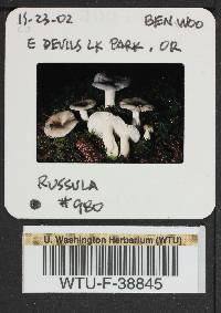 Russula phoenicea image