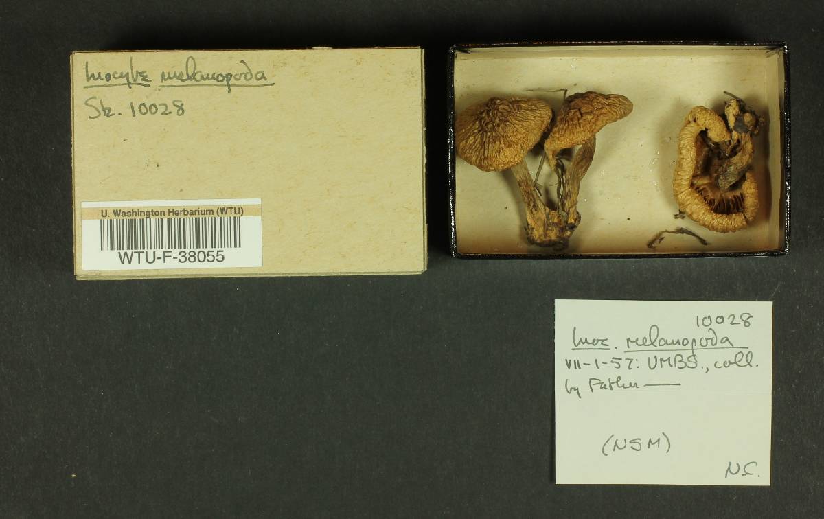 Inocybe melanopoda image