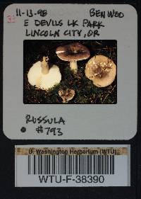 Russula phoenicea image