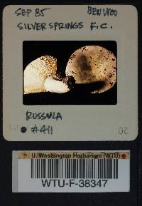Russula benwooii image