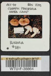 Russula parapallens image