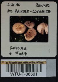 Russula stuntzii image