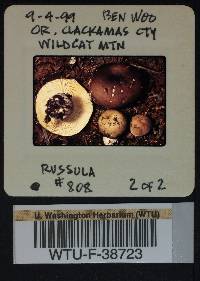 Russula benwooii image