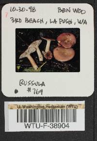 Russula parapallens image