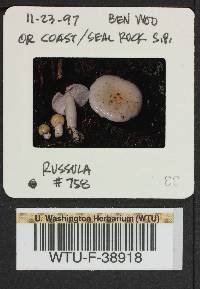 Russula emetica image