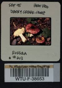 Russula pseudopelargonia image