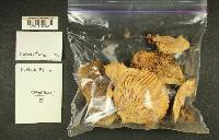 Russula benwooii image