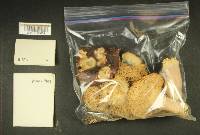 Russula benwooii image
