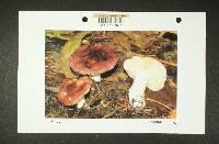 Russula pseudotsugarum image