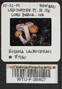 Russula laurocerasi image