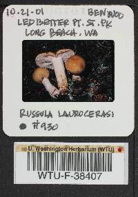 Russula laurocerasi image