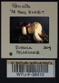 Russula pseudopelargonia image