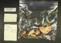 Russula obscurozelleri image