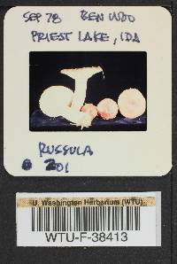 Russula rhodocephala image