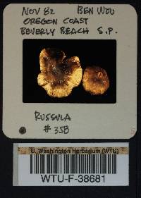 Russula cerolens image