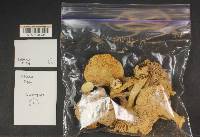 Russula phoenicea image