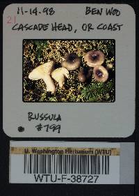 Russula queletii image