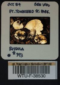 Russula mordax image