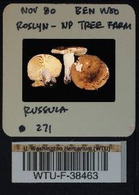 Russula mordax image