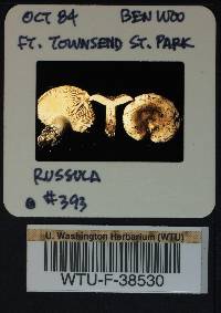 Russula mordax image